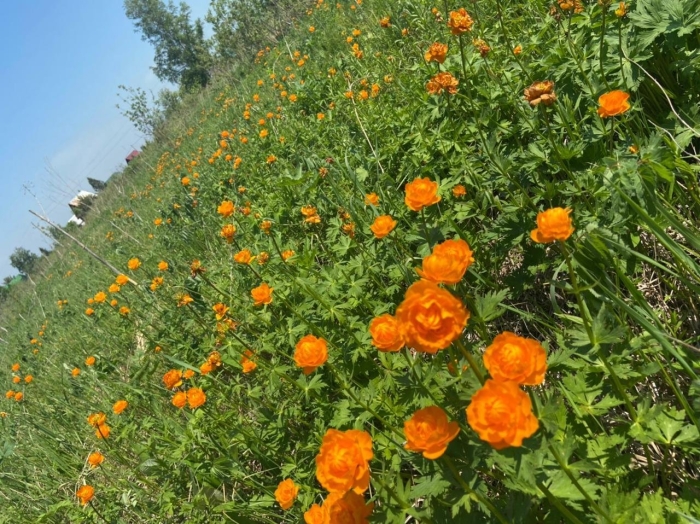 Цветок огонек