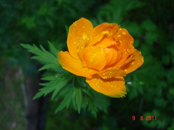 Купальница азиатская огоньки