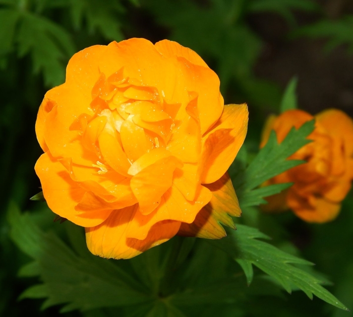 Trollius asiaticus