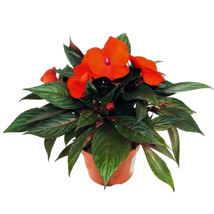 Цветок огонек комнатный