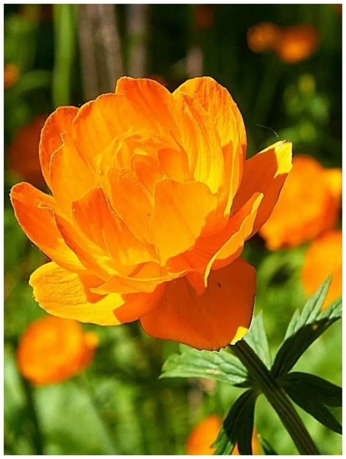 Сибирская купальница азиатская