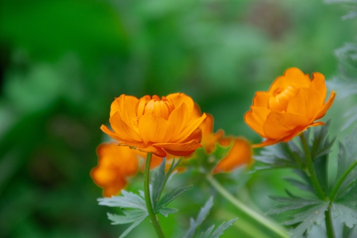 Цветок огонёк садовый