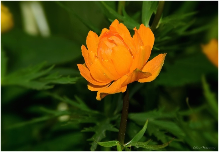 Сибирская купальница азиатская