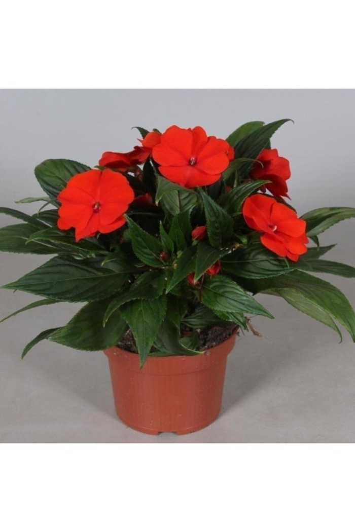 Бальзамин новогвинейский