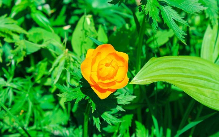 Купальница алтайская