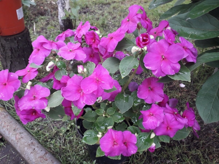 Садовый бальзамин