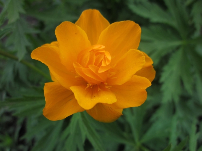 Цветок огонёк садовый