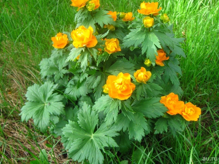 Купальница троллиус