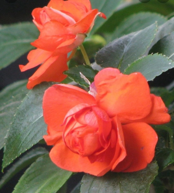 Бальзамин махровый афина оранж