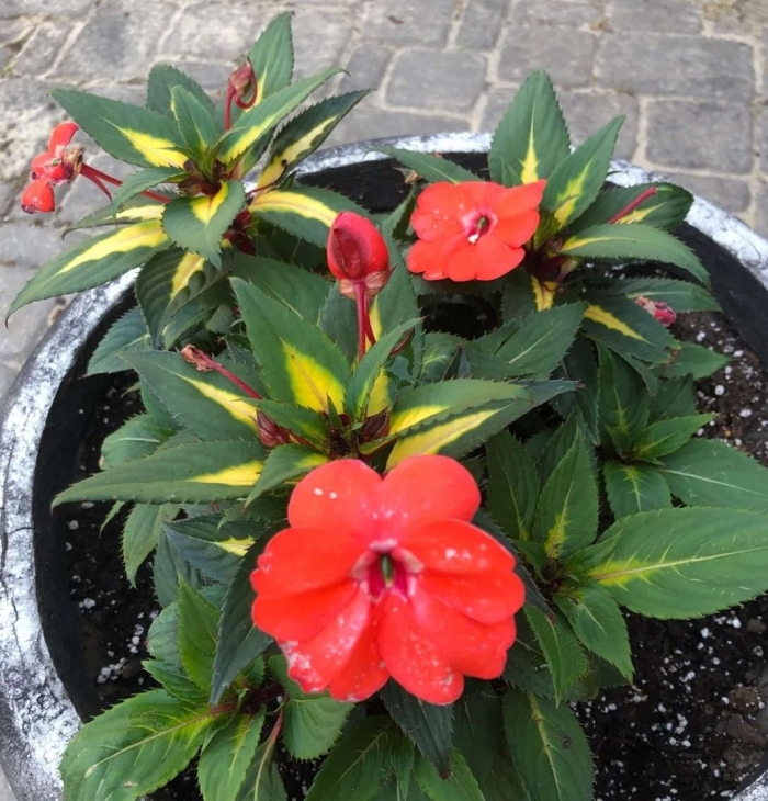 Комнатный цветок огонек