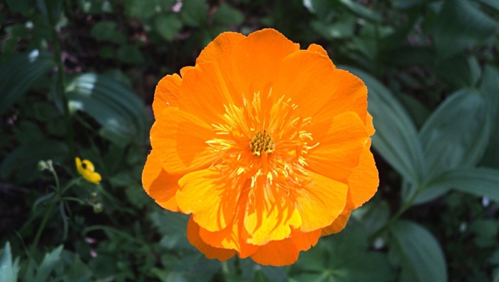 Trollius altaicus