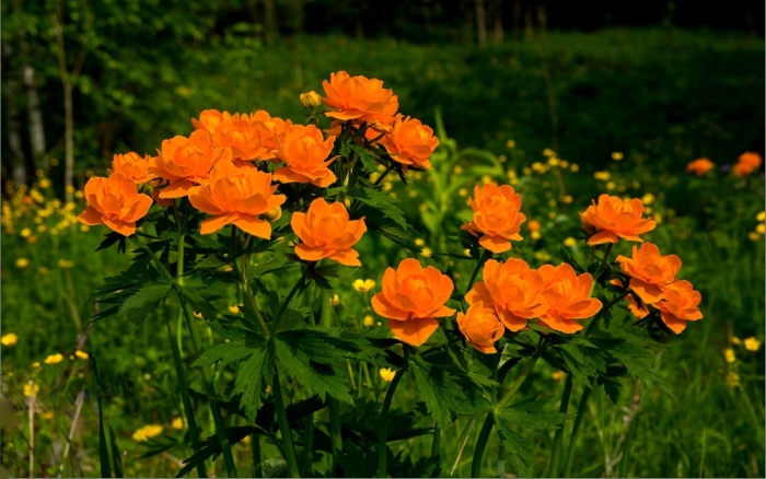 Купальница азиатская огоньки