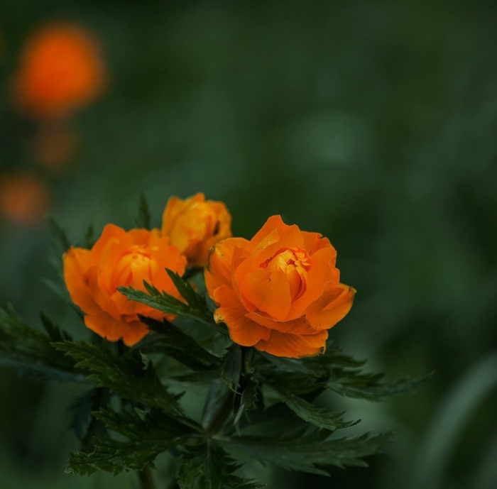 Сибирская купальница жарки