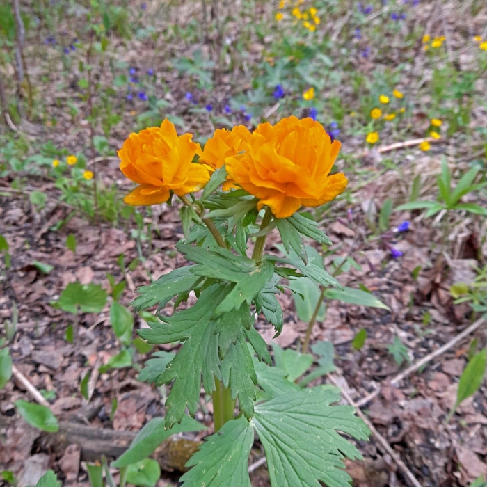 Купальница сибирская