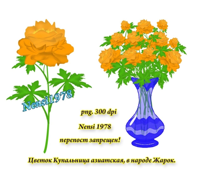 Жарок цветок