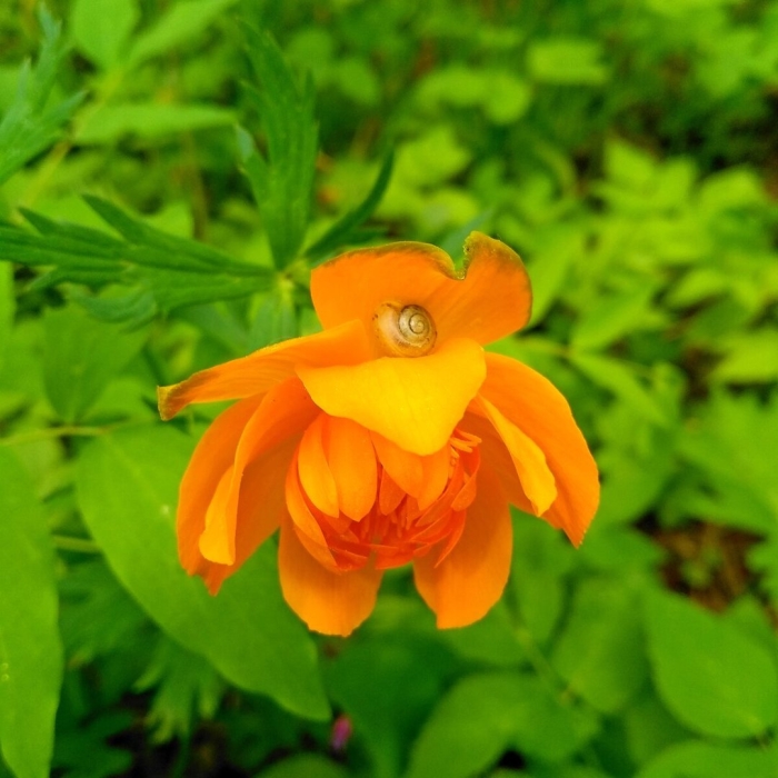 Цветок огонек