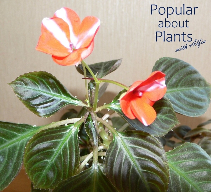 Комнатный бальзамин