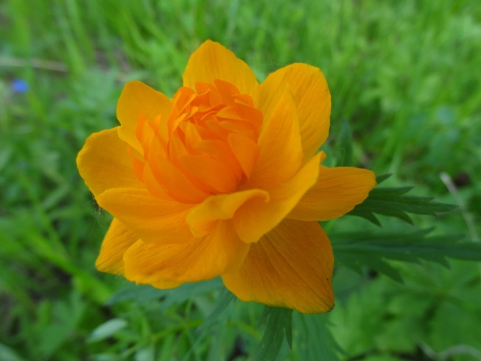 Цветок купальница