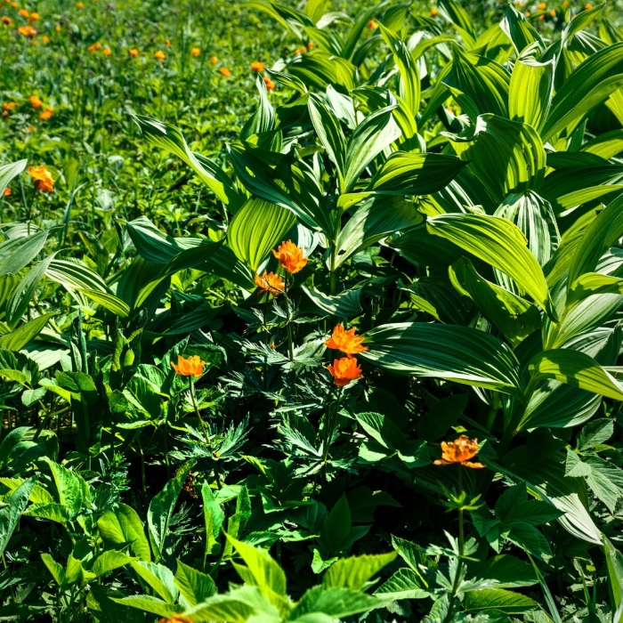 Жарки цветы сибири