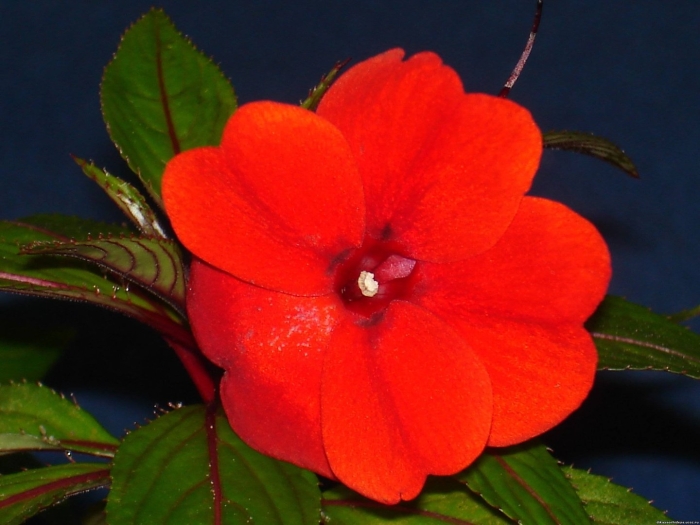 Бальзамин новогвинейский красный