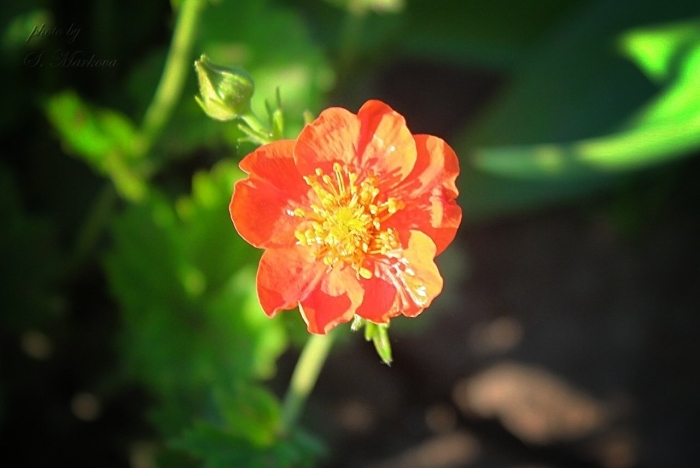 Гравилат оранжевый