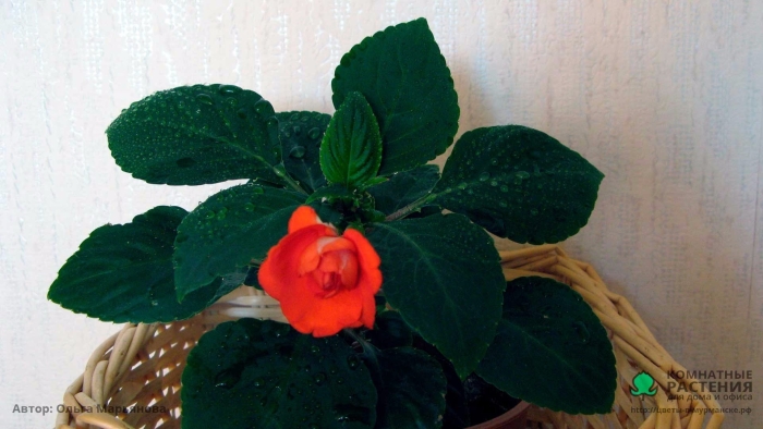 Глоксиния брокада смесь