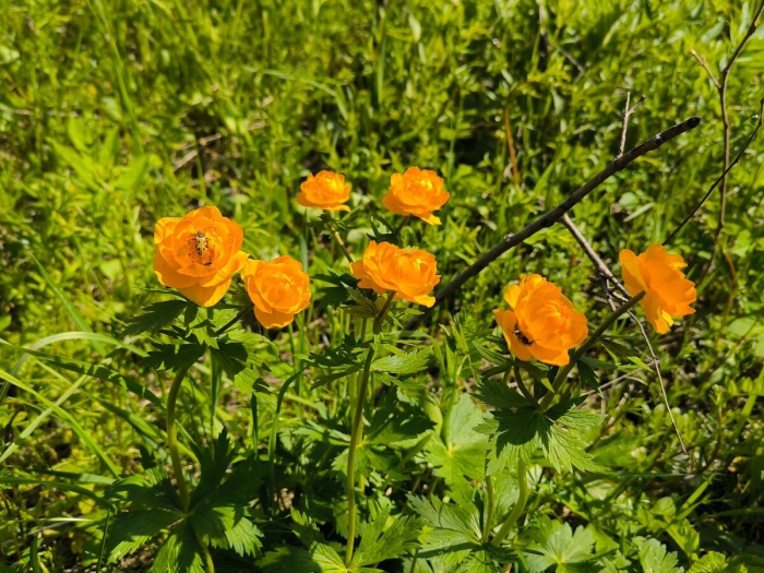 Купальница сибирская