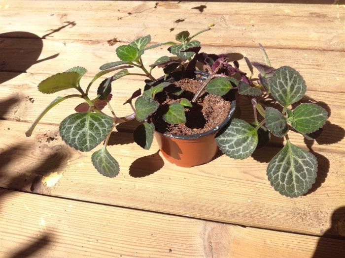 Плектрантус эртендаля