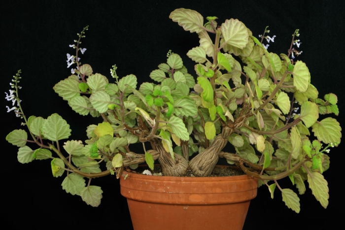 Плектрантус колеодес