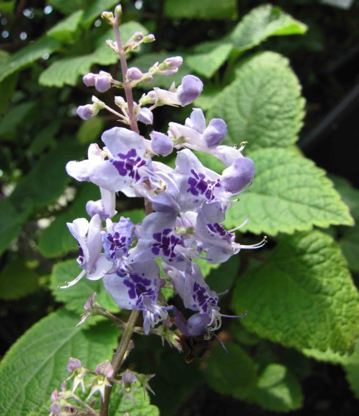 Plectranthus fruticosus