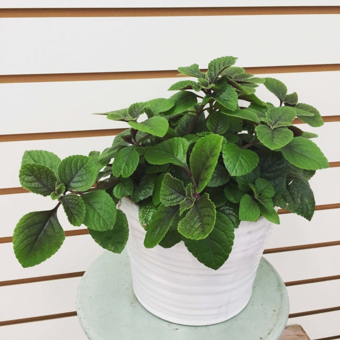 Плектрантус эртендаля