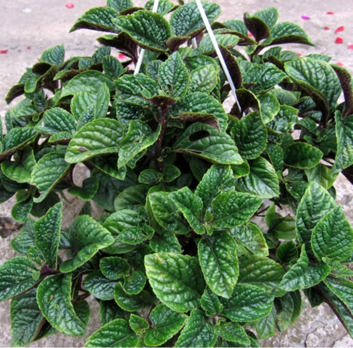 Плектрантус колеусовидный