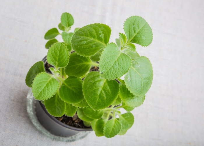 Плектрантус эртендаля мята