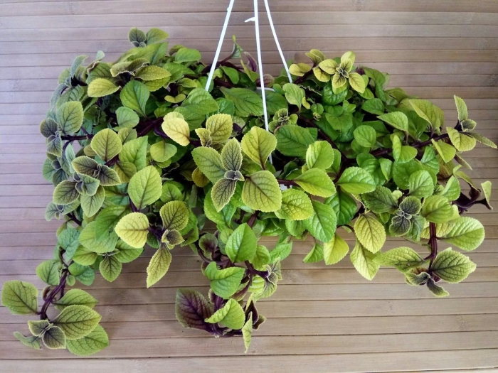 Плектрантус колеусовидный