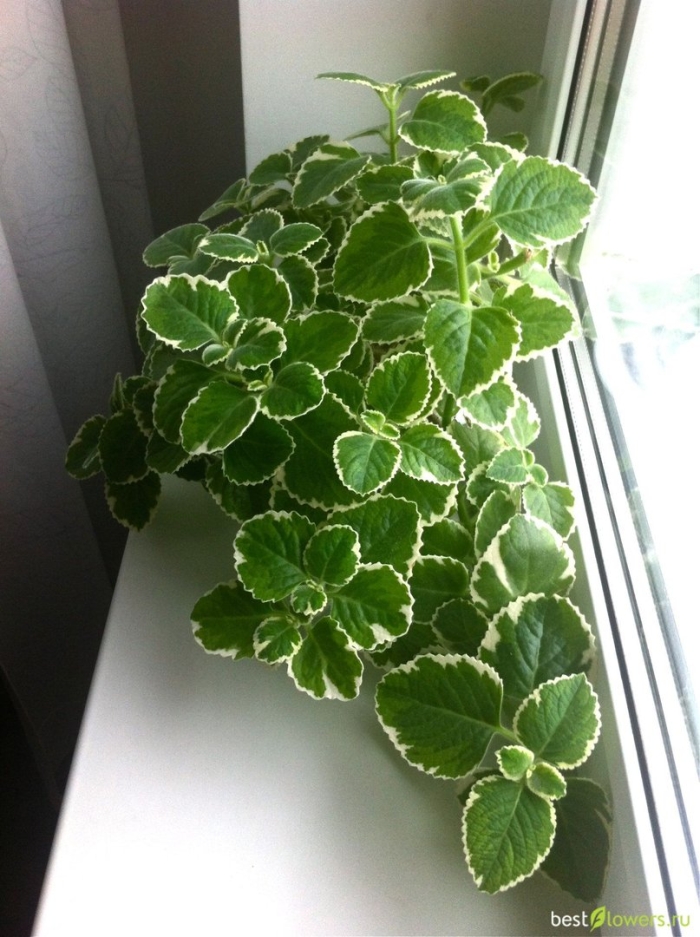 Плектрантус комнатная