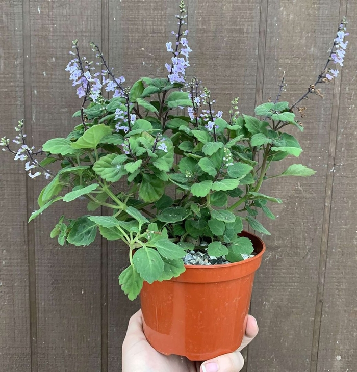 Плектрантус ernstii