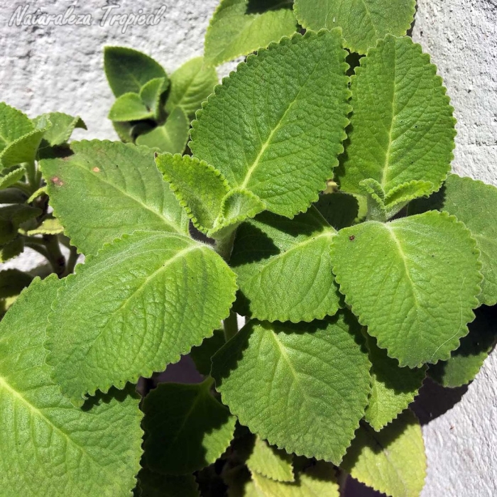 Plectranthus amboinicus