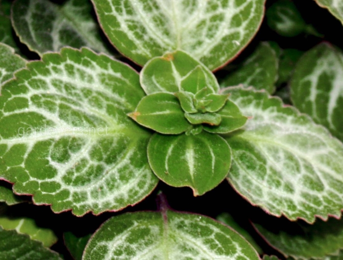 Плектрантус комнатная мята