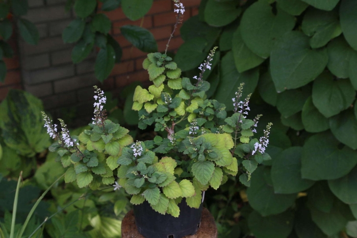 Плектрантус verticillatus