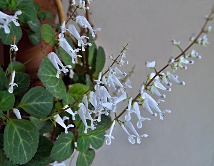 Плектрантус шведский плющ