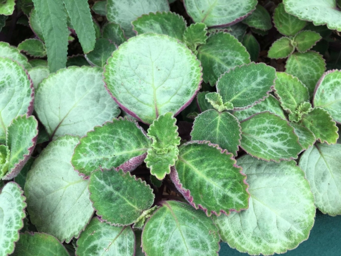 Плектрантус amboinicus golden ruffles