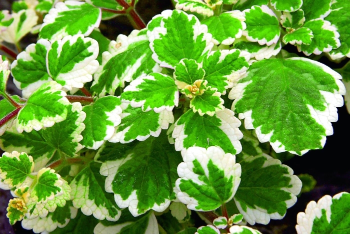 Плектрантус вариегата