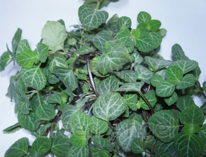 Плектрантус эртендаля мята