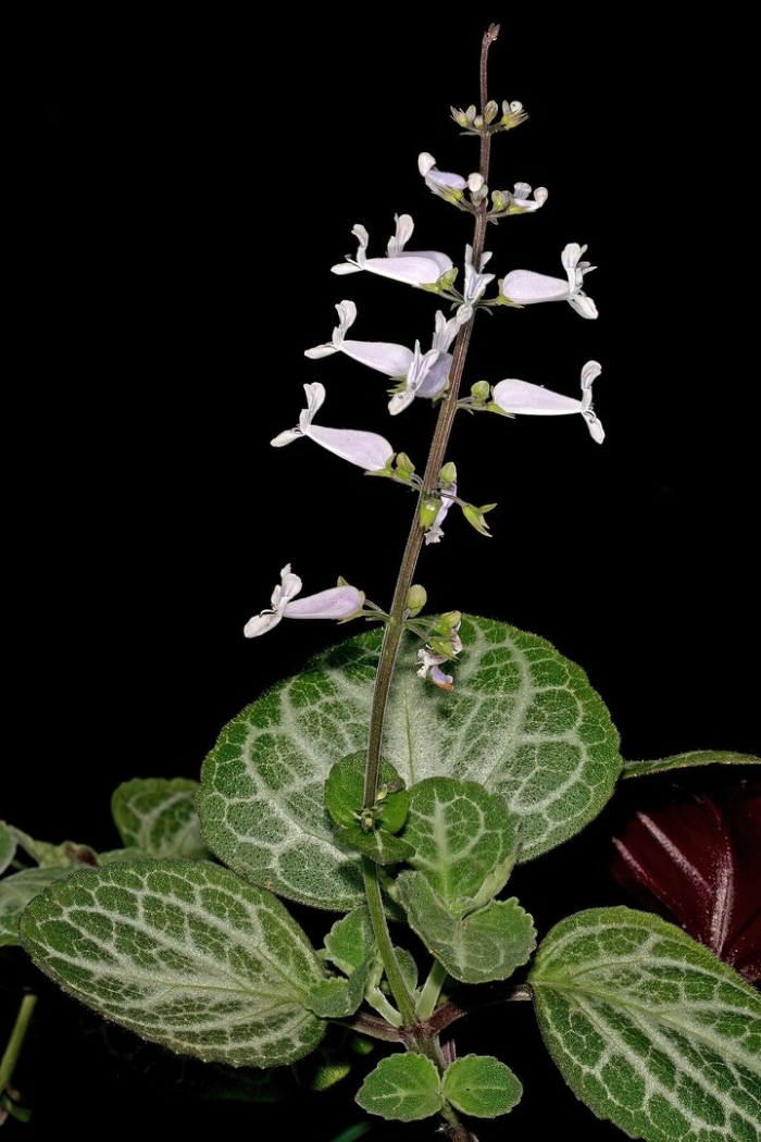 Plectranthus oertendahlii