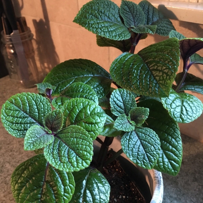 Плектрантус нико