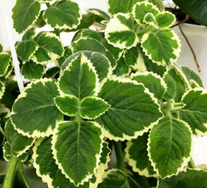 Плектрантус вариегатный