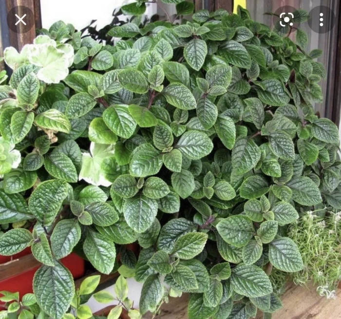 Плектрантус колеусовидный