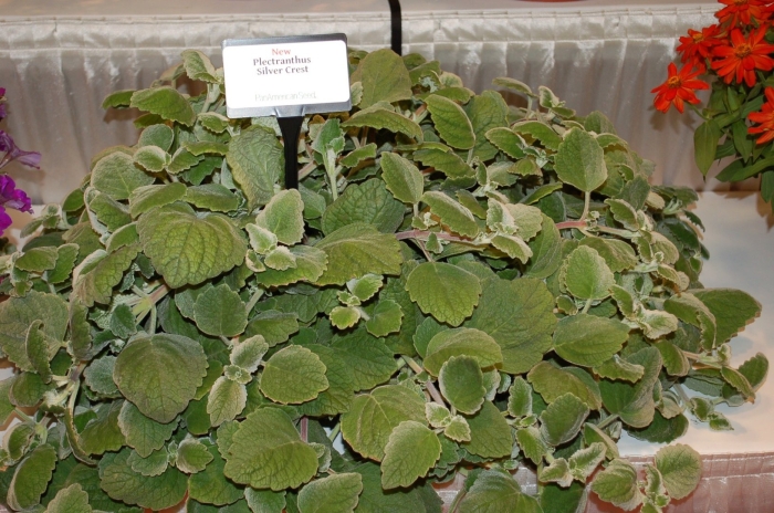 Плектрантус marginatus