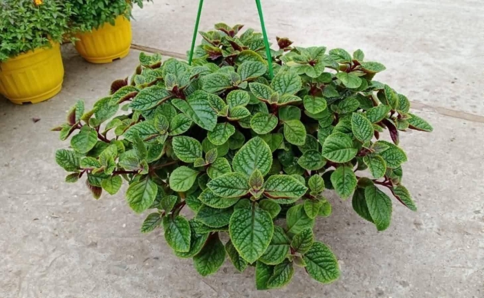 Плектрантус реснитчатый