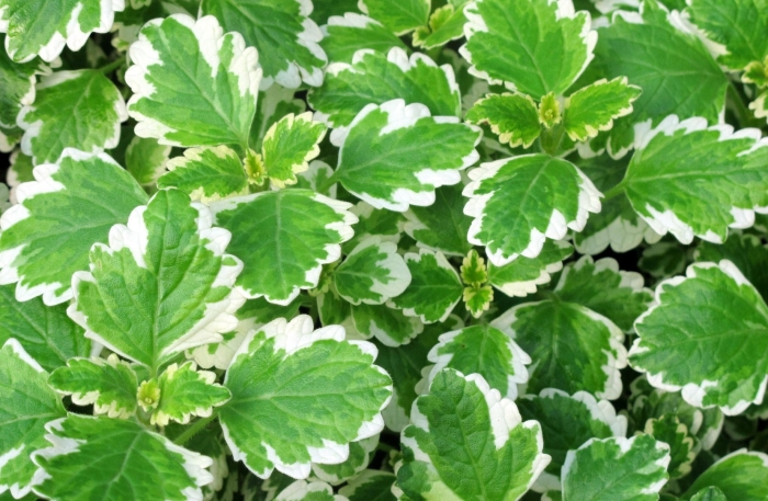 Плектрантус маргинатус